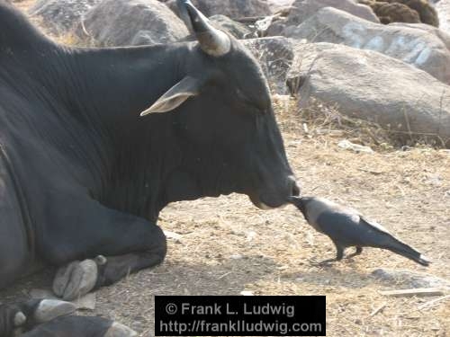 Cow, Crow, Maharashtra, Bombay, Mumbai, India